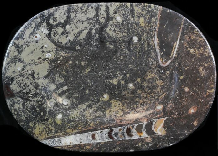 -/ Fossil Orthoceras & Goniatite Plate - Stoneware #40534